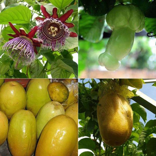 passiflora quadrangularis giant.jpg
