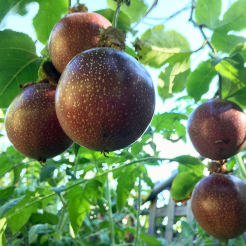 Passionfruit PanamaRed 2 1080x.jpg