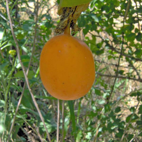 passiflora edulis golden.jpg