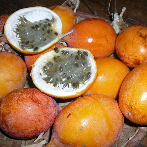passiflora edulis golden 1.jpg