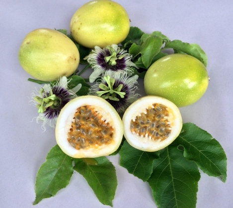 Passionfruit Panama Sweet Gold Grafted 224.jpg