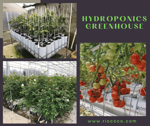Hydroponics greenhouse.gif