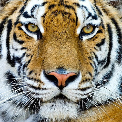tiger face.jpg