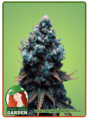 GRAPE DRINK FEM 1.jpg