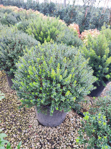 636 (2).jpg
