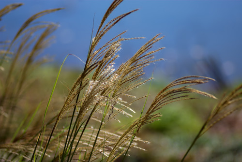 Grass flowers with M100.jpg