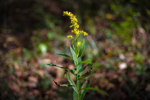 Yellow Weed Flower DA35.jpg