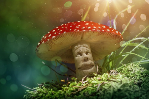magic mushrooms for addiction 900x600.jpg