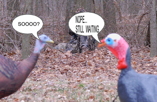 still a turkey.jpg