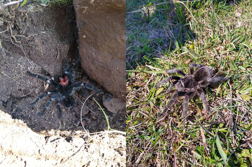 Grammostola.jpg