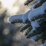 Commercial Photo (378)