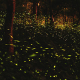 Commercial Photo (387)