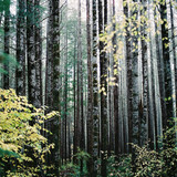 Commercial Photo (521)