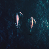 Commercial Photo (899)