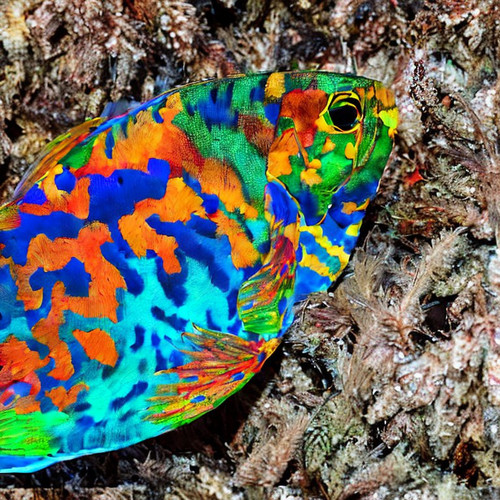 fish2.jpg