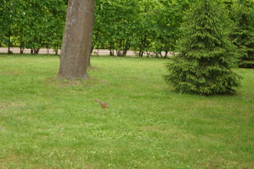 DSC06935.jpg