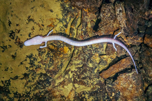 cave salamander olm 01.jpg