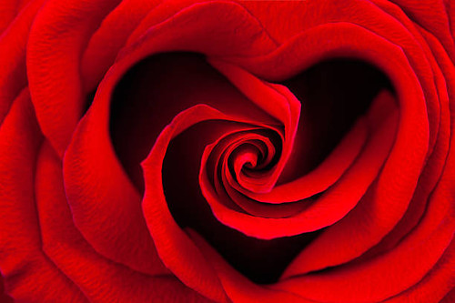 Red rose in the shape of a heart macro as a background.jpg