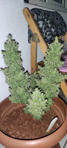 IMG 20220911 214202.jpg