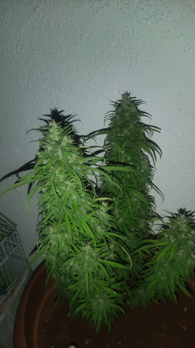 IMG 20220822 WA0003.jpg