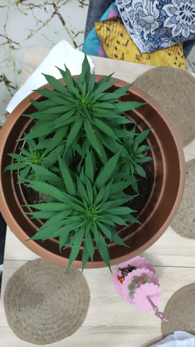 IMG 20220708 WA0002.jpg