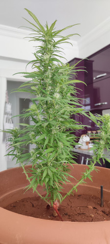 IMG 20220730 113825.jpg