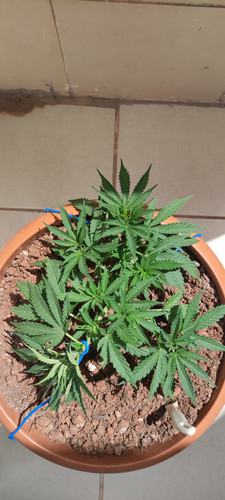 IMG 20230604 140706.jpg