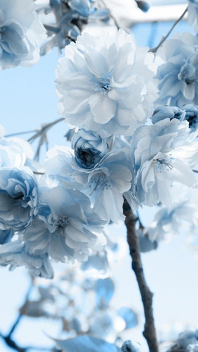 flowers.jpg