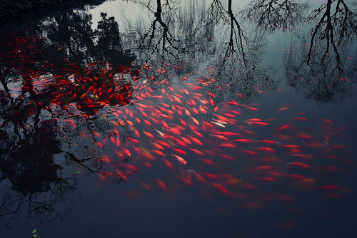 tumblr 0867e18735dc9b802f6518392678e1a6 41f8c2fb 1280.jpg