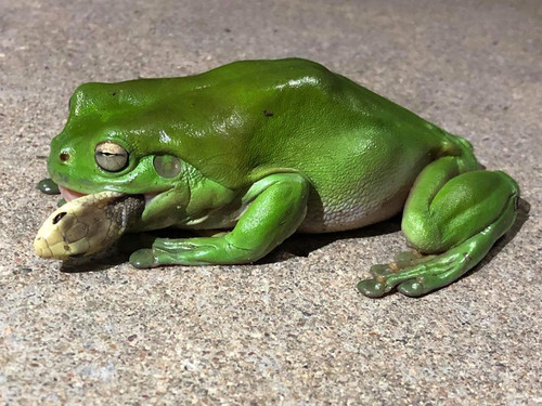 84808209 3018176461559697 8792401892954079232 o.jpg