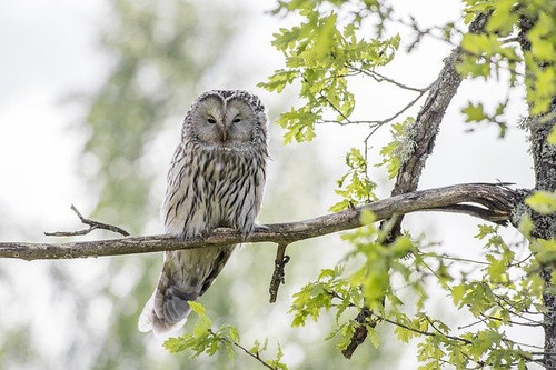 ural owl 4808774 640.jpg