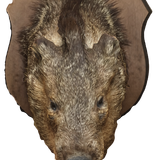 image removebg preview (8).png