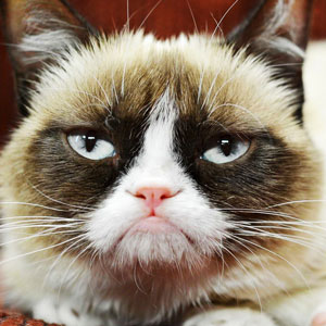 cat 300x300.png