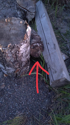 photo 2023 06 08 04 33 18.jpg