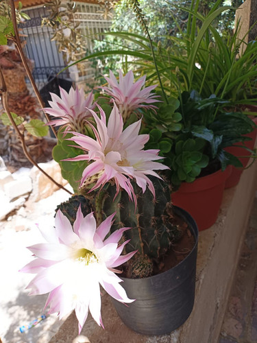 IMG 20230520 WA0000.jpg
