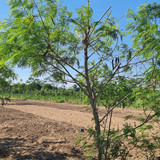 431 ngargosari, 500rb meter, luasa 4000