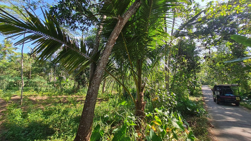 433, 1500m, pak sarli, 300eb mtr.jpg