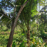 433, 1500m, pak sarli, 300eb mtr