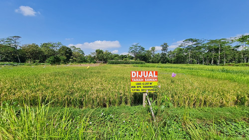 449, sawah, jln 5 meter, 600jt, pak sudarmanto.jpg