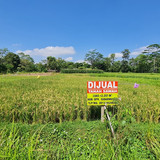 449, sawah, jln 5 meter, 600jt, pak sudarmanto