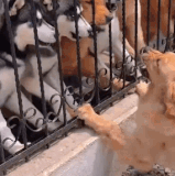 4a7ff6bd73fcc0db7d7426a6784e6bd8.gif