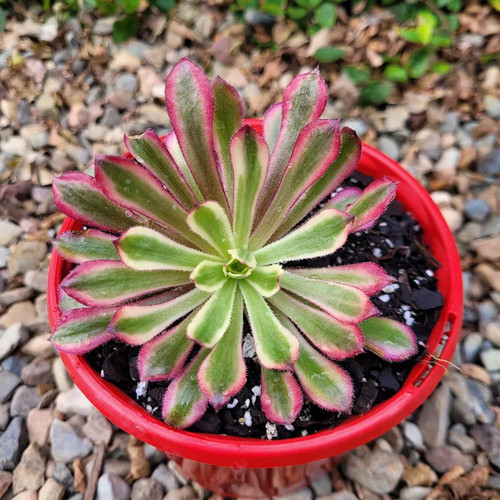 6c4f36d63eb5.jpg