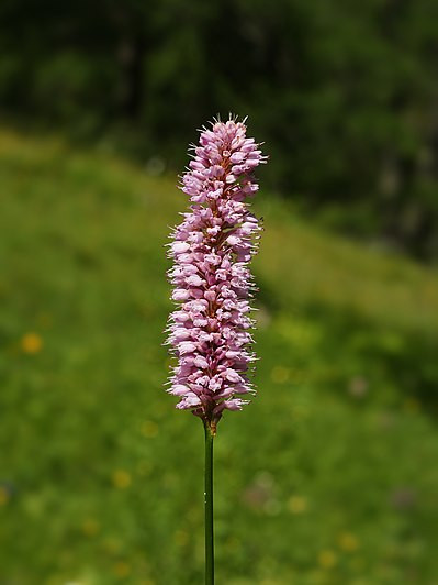 Bistorta officinalis.jpg