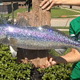 bedazzled fish.gif
