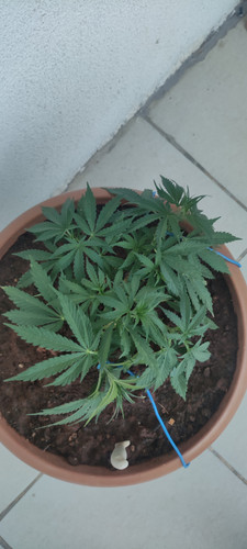 IMG 20230605 193121.jpg