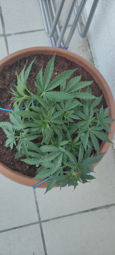 IMG 20230605 193138.jpg