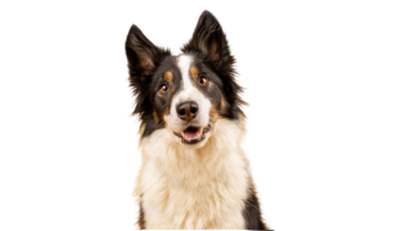 image removebg preview (11) (1).png