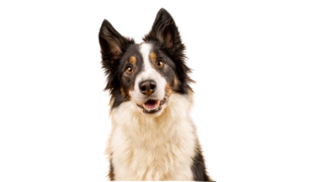 image removebg preview 11 3 removebg preview.png