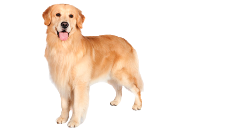 Screenshot 2023 06 05 at 9.37.51 AM removebg preview.png