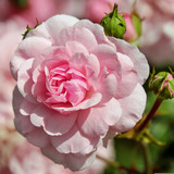 Commercial Photo (1702)